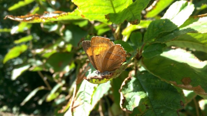Saving Rare Butterflies in Brighton & Hove🦋With Help From Sussex Wildlife Trust & Scottish Power