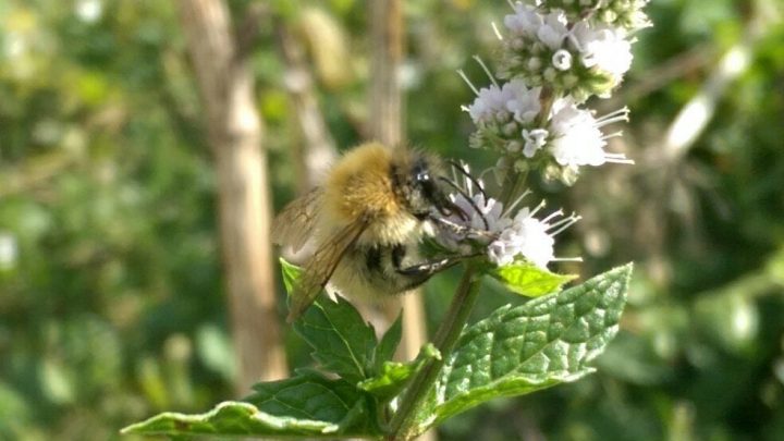 Sussex Bees & Allies🐝You Should Care About This Year